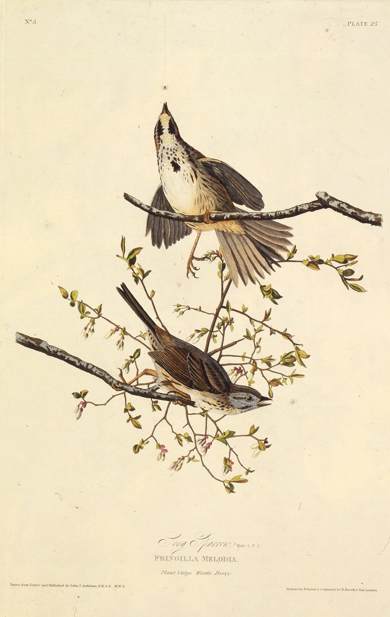 El gorrión cantor. De Las Aves de América, 1827-1838 de John James Audubon