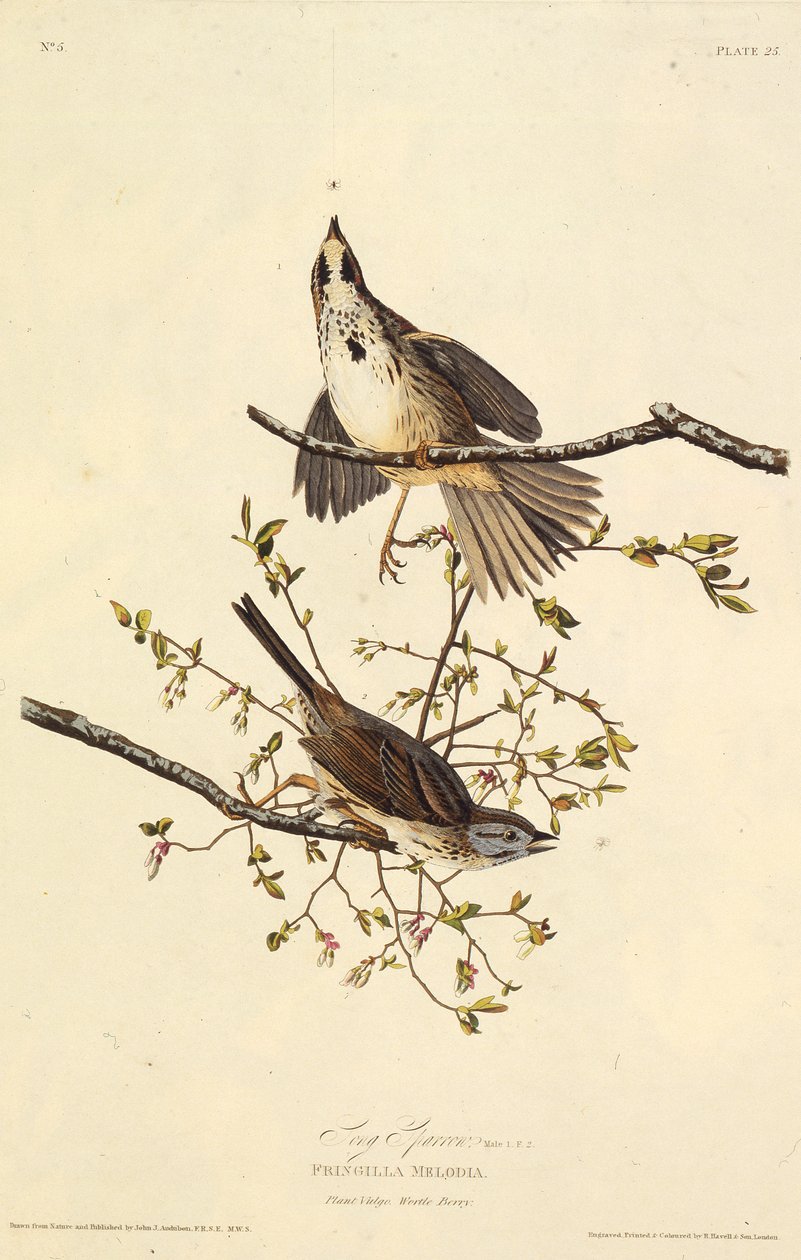 El gorrión cantor. De Las Aves de América de John James Audubon