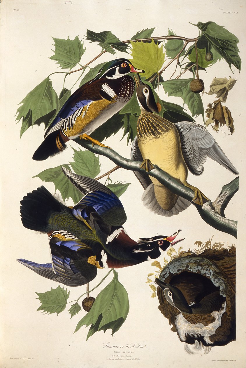 El pato de madera. De Las Aves de América, 1827-1838 de John James Audubon