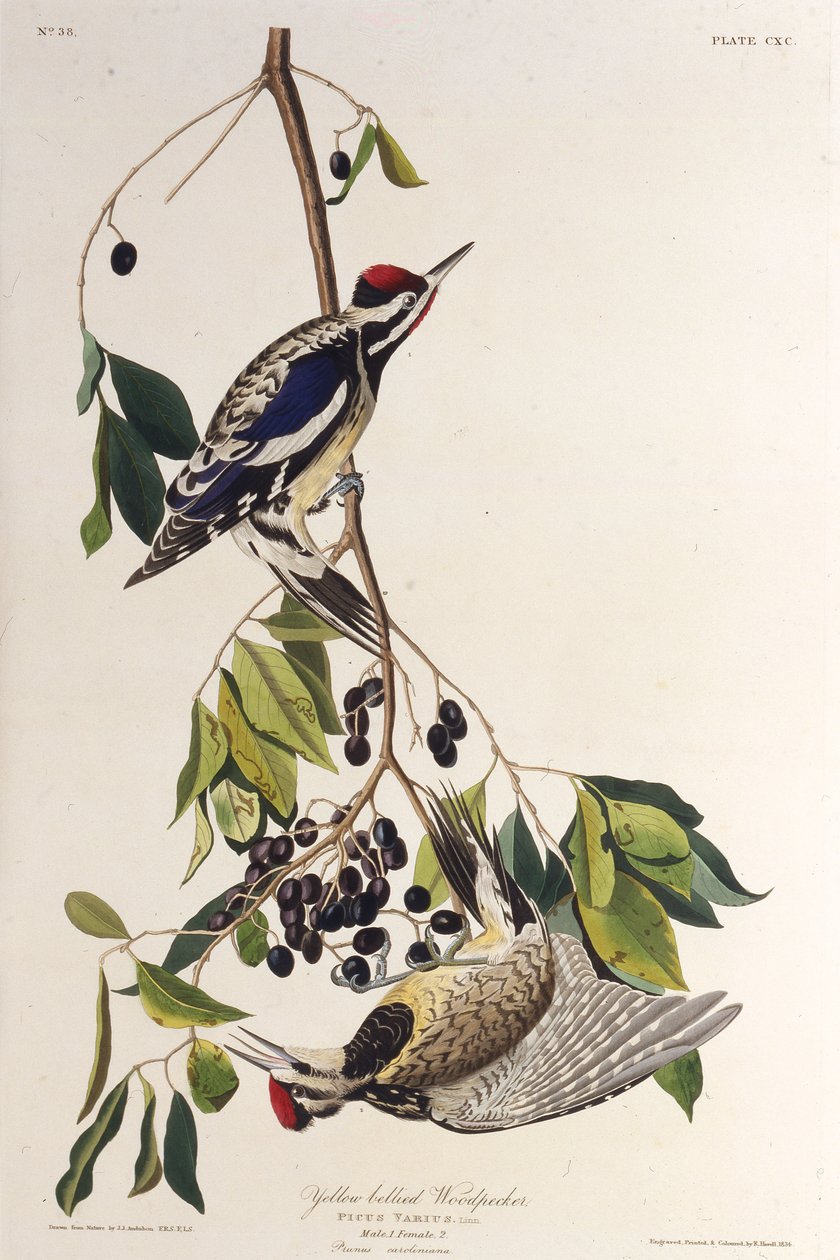 El chupasavia de vientre amarillo. De Las Aves de América, 1827-1838 de John James Audubon