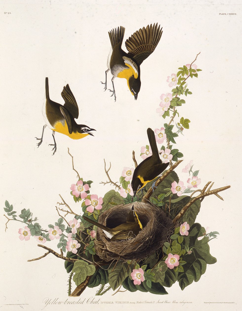 El chipe pechiamarillo. De Las aves de América de John James Audubon