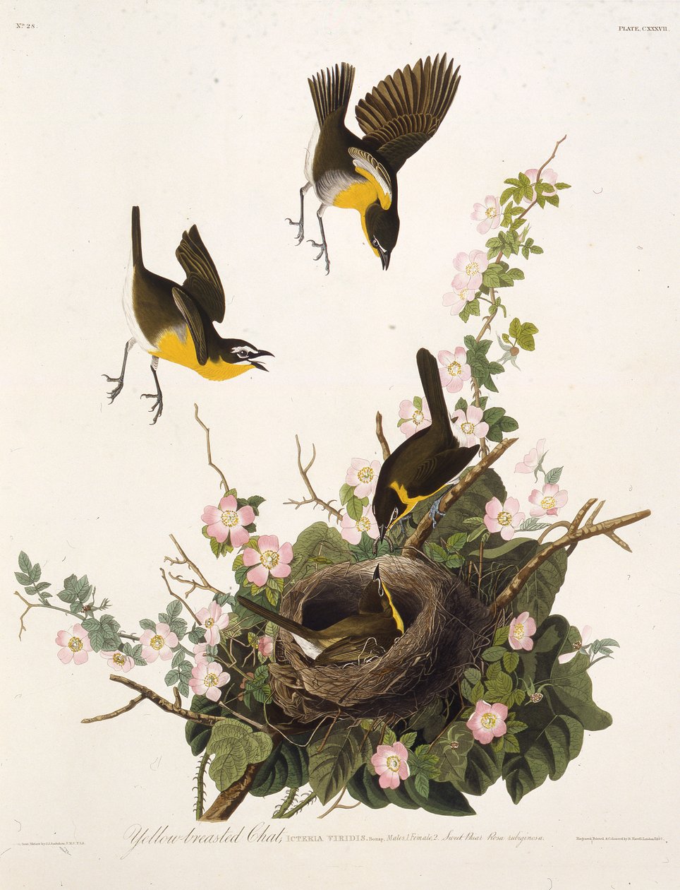 El chat de pecho amarillo. De Las Aves de América, 1827-1838 de John James Audubon