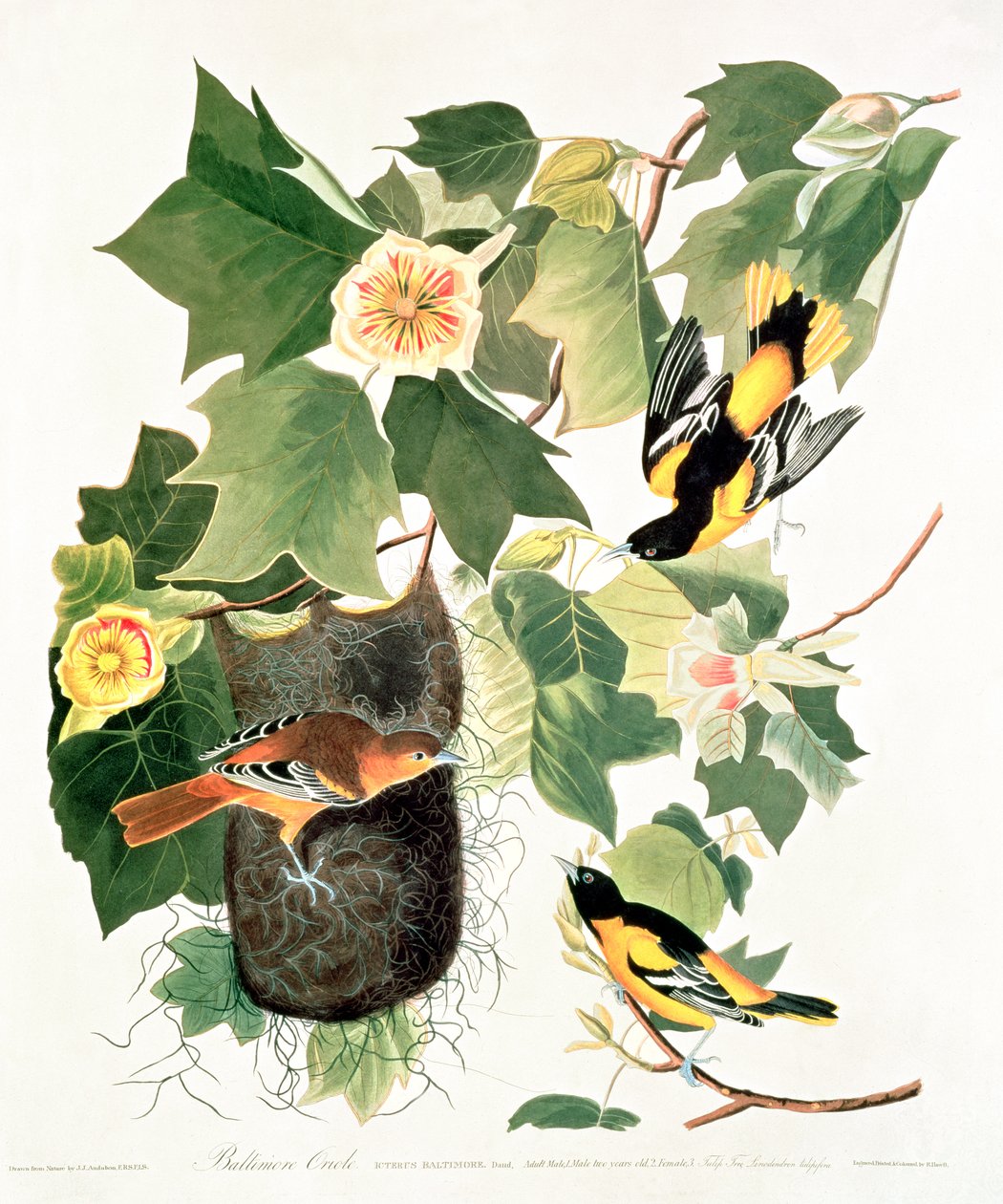 Tulip-Tree: Liriodendron tulipifera, de 