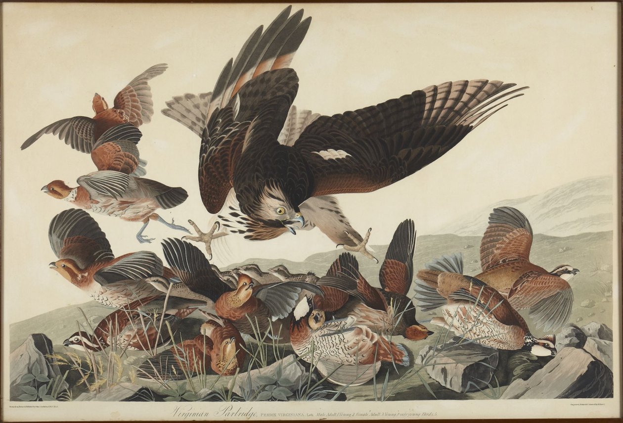 Perdiz de Virginia de John James Audubon