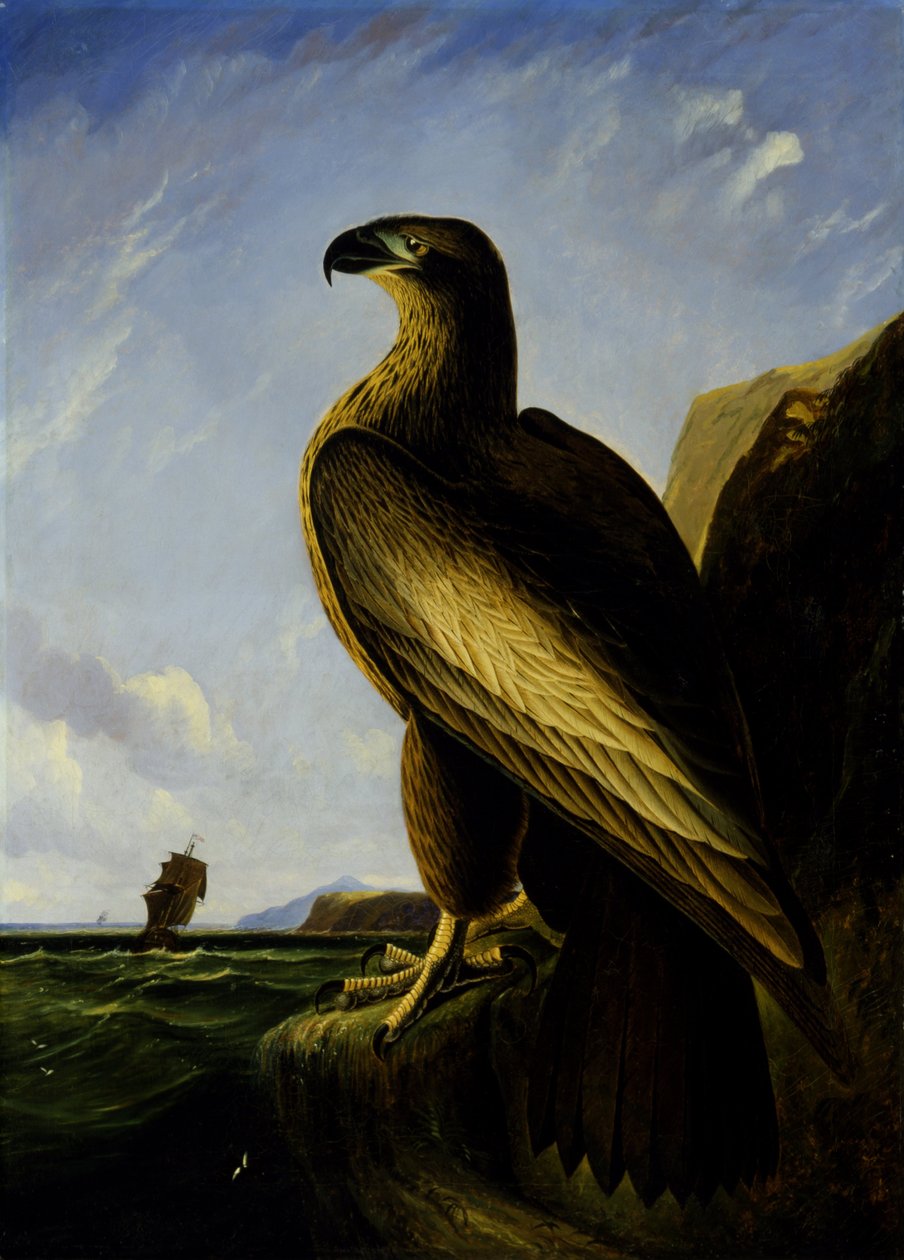 Águila marina de Washington de John James Audubon