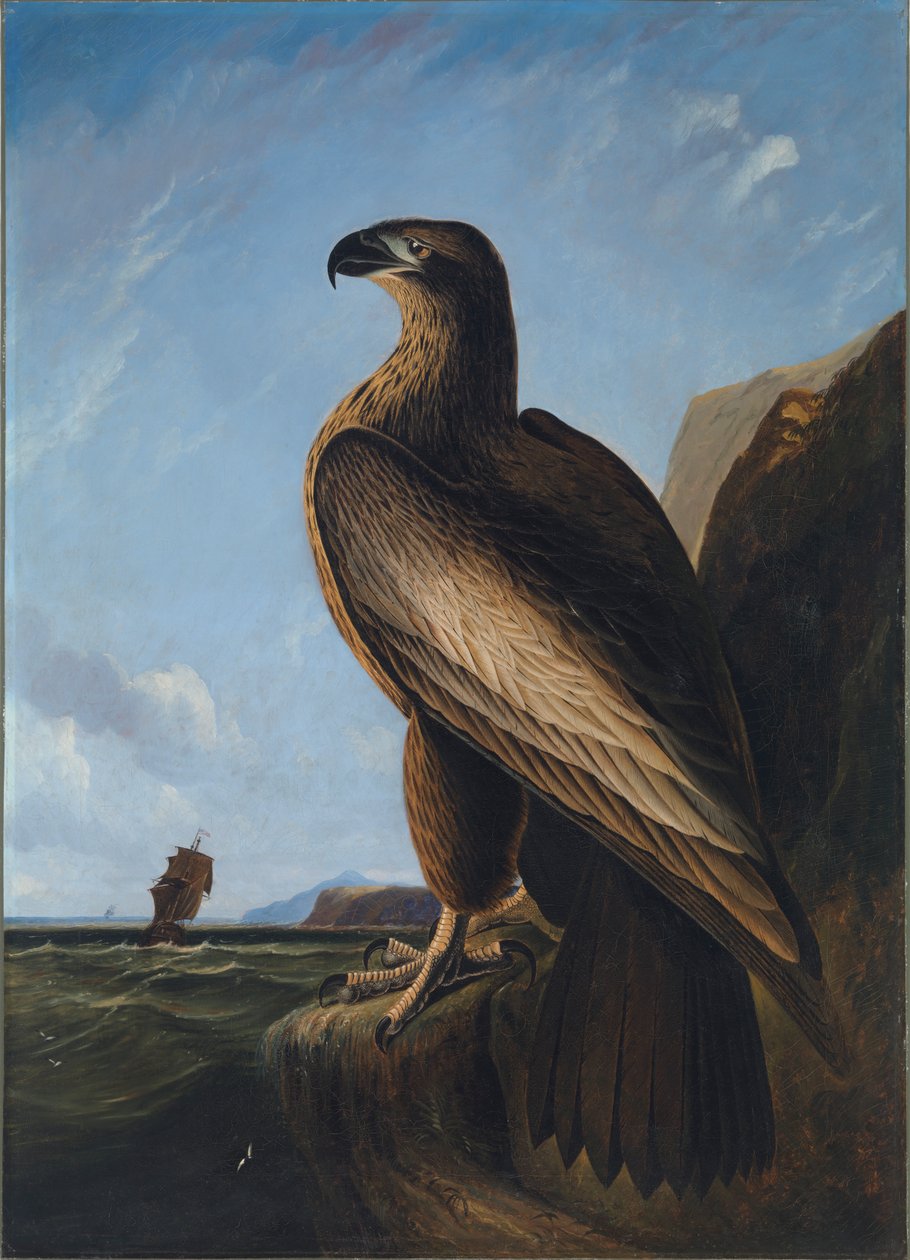 Águila marina de Washington, ca. 1836-1839 de John James Audubon