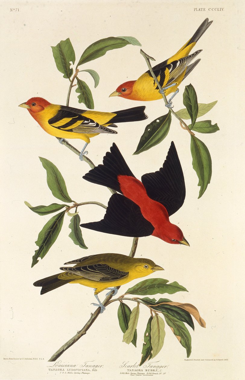 Tangara occidental. Tangara escarlata. De Las Aves de América, 1827-1838 de John James Audubon