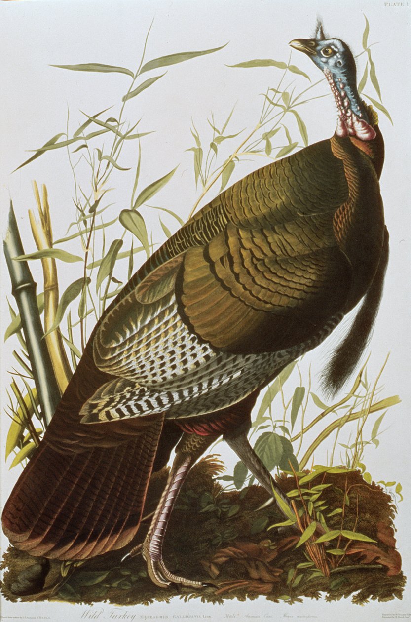 Pavo salvaje, de 