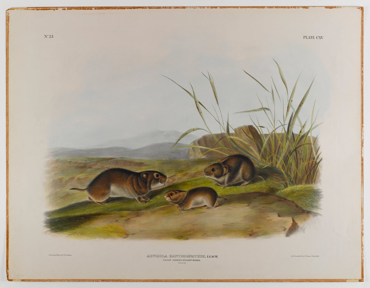 Ratón de pradera de mejillas amarillas de John James Audubon