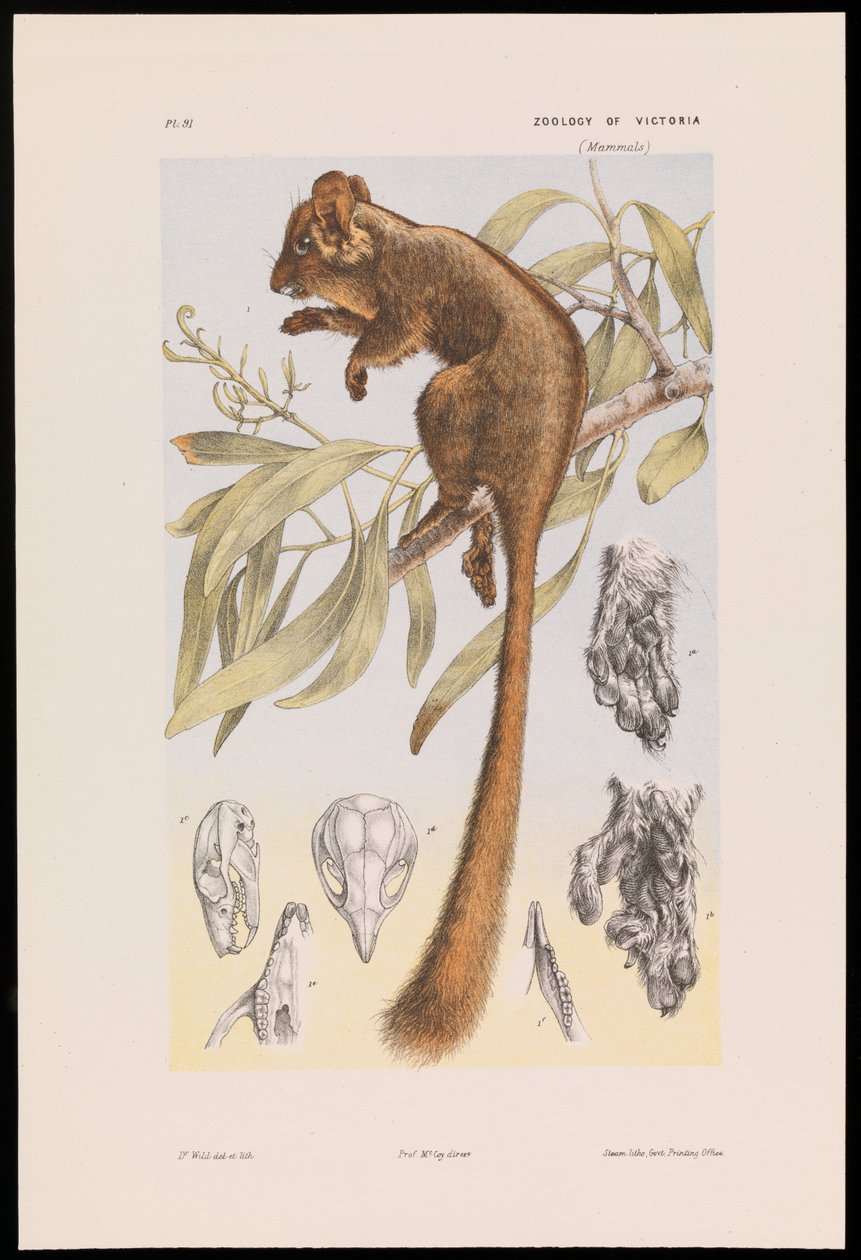 Zarigüeya de Leadbeater, Gymnobelideus leadbeateri de John James Wild