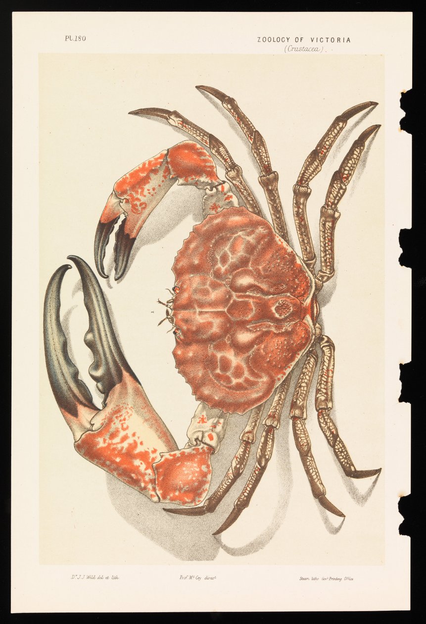 Cangrejo gigante de Tasmania, Pseudocarcinus gigas de John James Wild