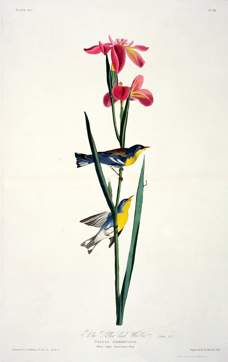 Blue Yellow-back Warbler, de Birds of America, grabado por Robert Havell de John James after Audubon