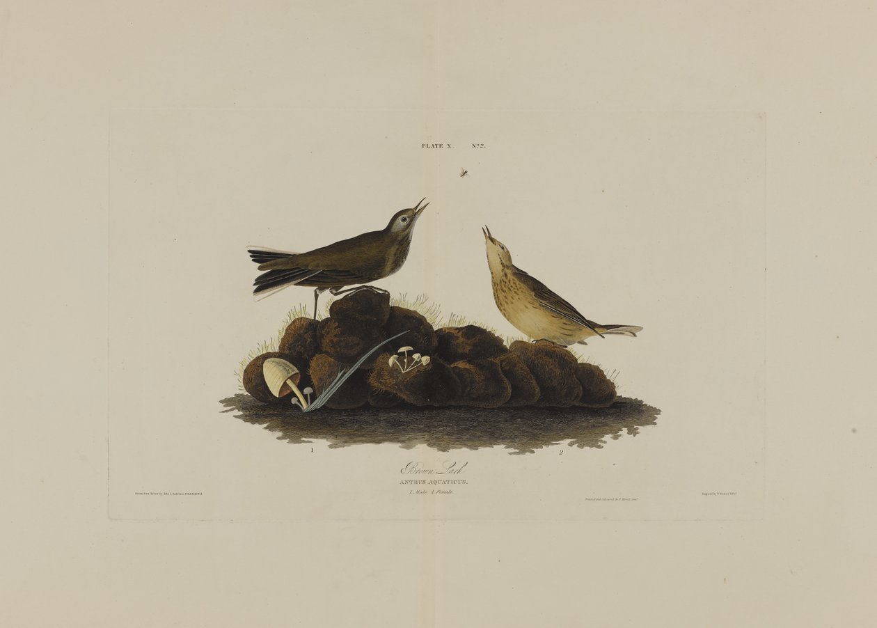 Brown Lark, de Birds of America, grabado por Robert Havell de John James after Audubon