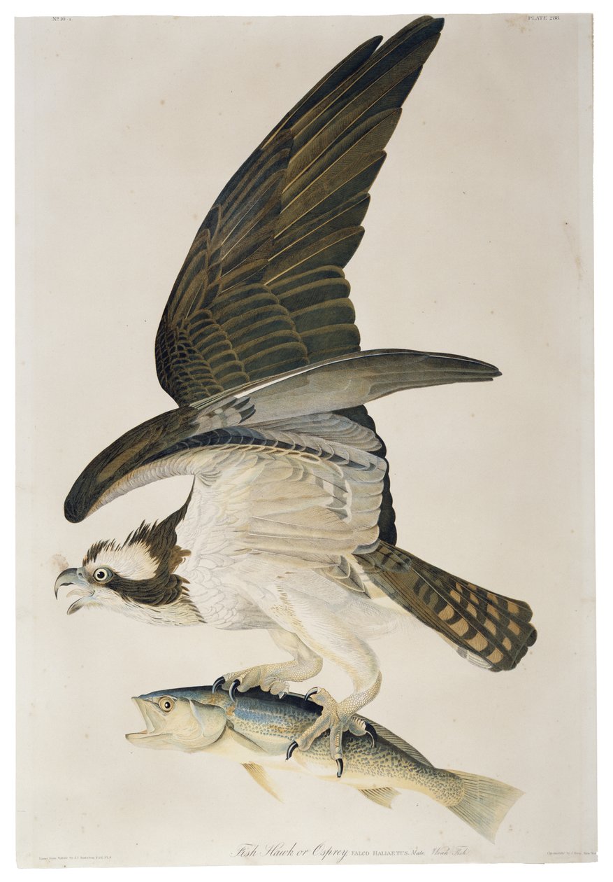 Águila Pescadora o Halcón Pescador, litografía de Julius Bien (1826-1909), 1860 de John James after Audubon
