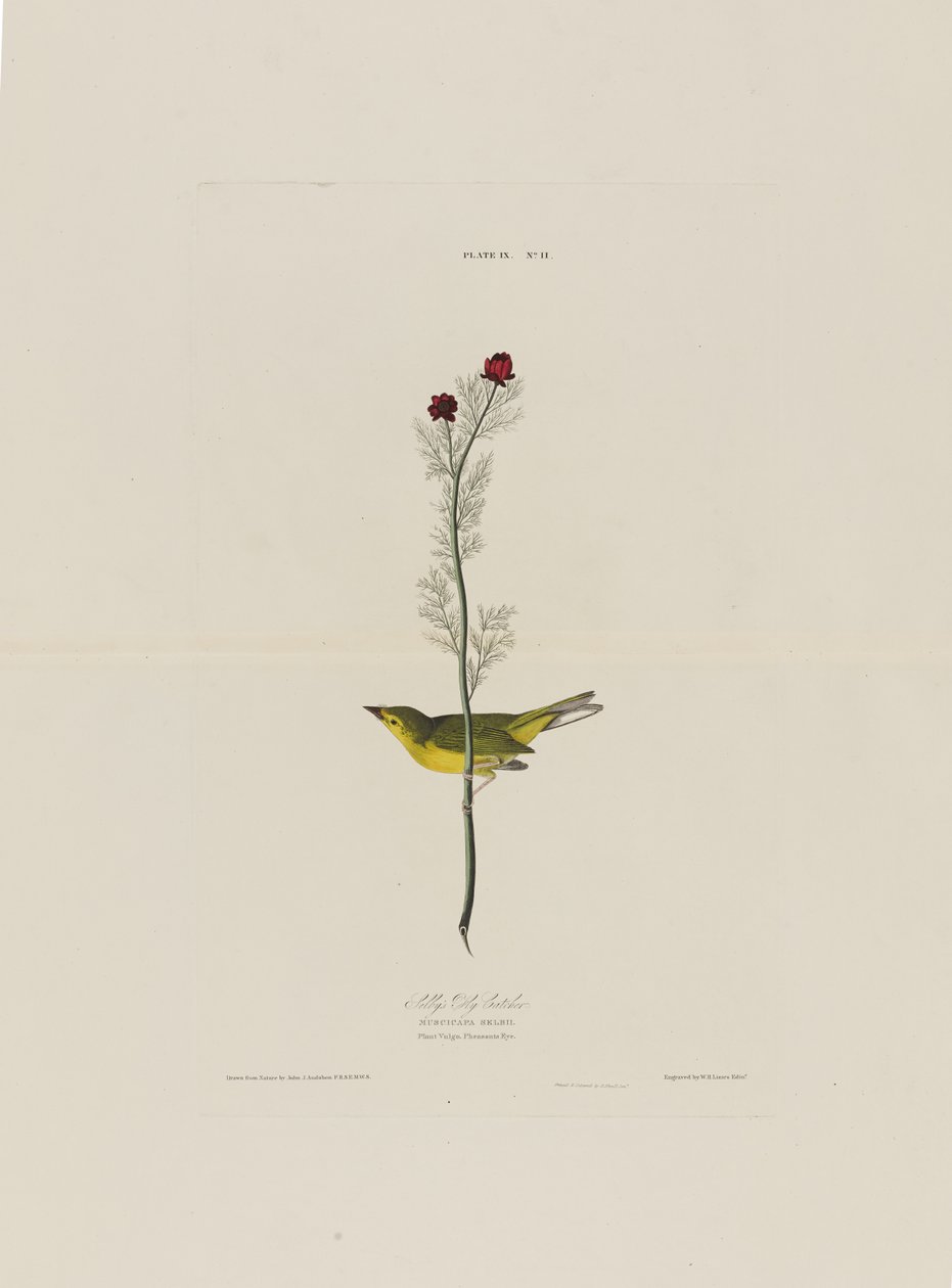 Selbys Fly Catcher, de Birds of America, grabado por Robert Havell de John James after Audubon