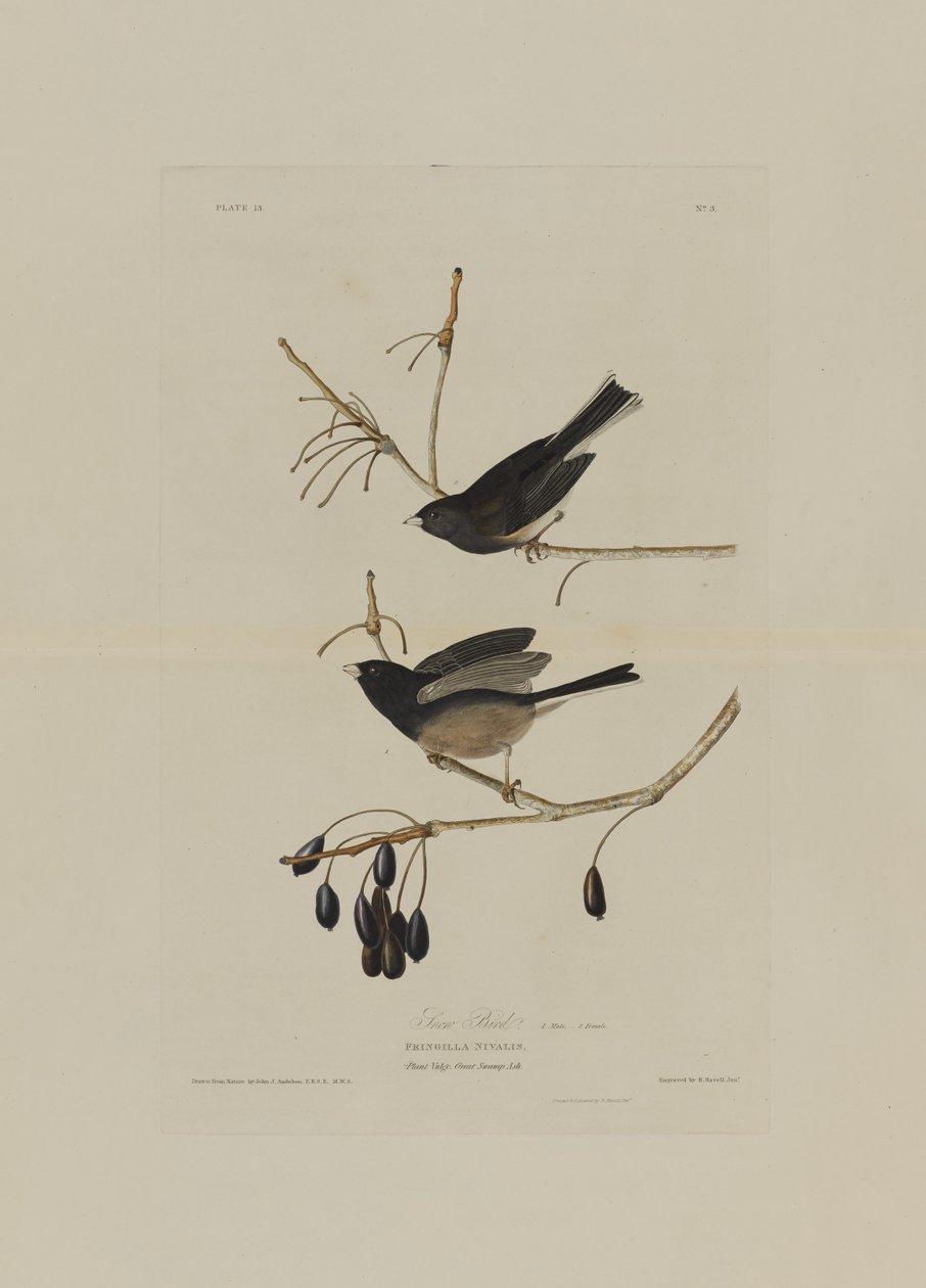 Pájaro de nieve, de Aves de América, grabado por Robert Havell (1793-1878) de John James after Audubon