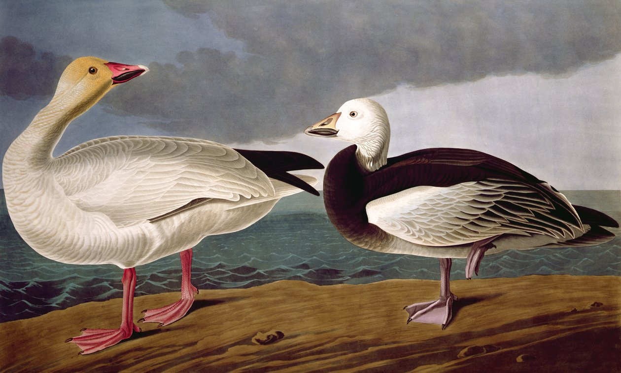 Ganso de Nieve, de Aves de América, grabado por Robert Havell (1793-1878) 1837 de John James after Audubon