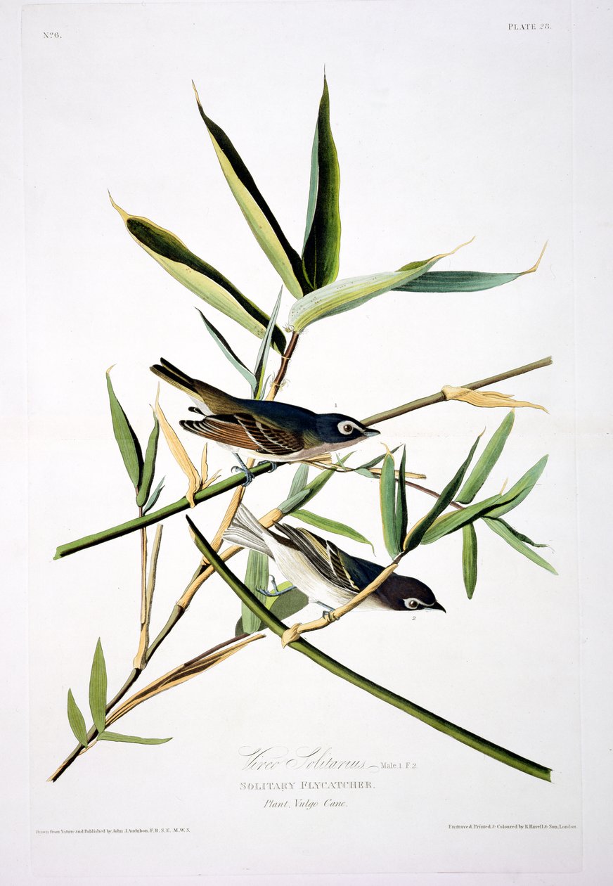 Atrapamoscas Solitario, de Pájaros de América, grabado por Robert Havell (1793-1878) de John James after Audubon
