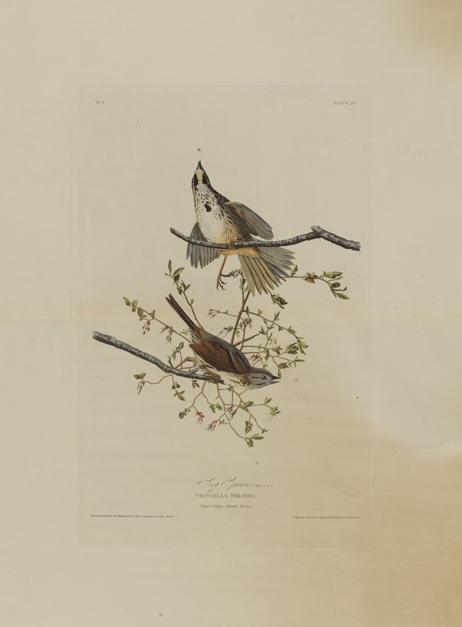 Gorrión Cantor, de Pájaros de América, grabado por Robert Havell (1793-1878) de John James after Audubon