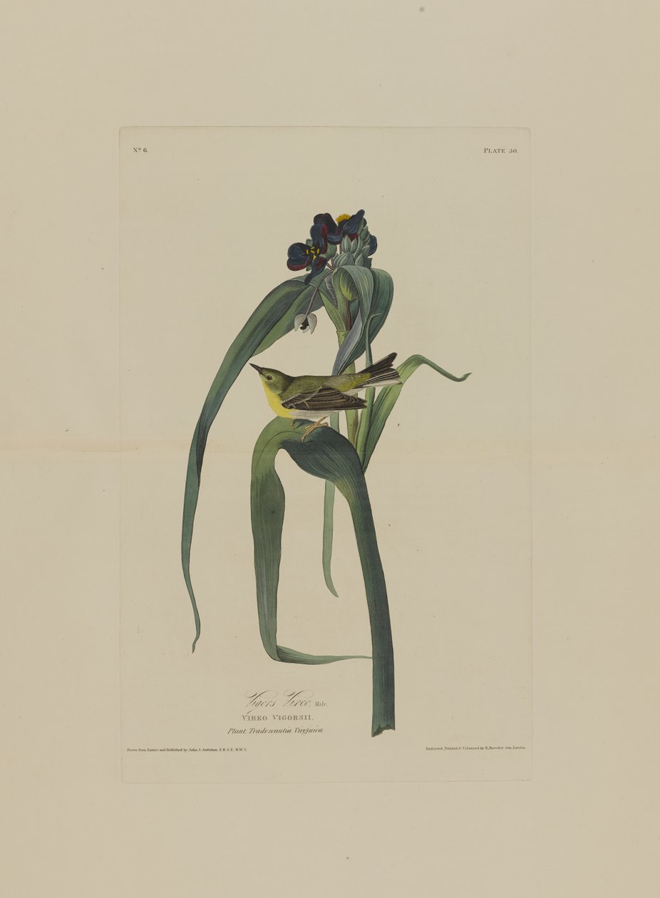 Vireo de Vigers, de Pájaros de América, grabado por Robert Havell (1793-1878) de John James after Audubon