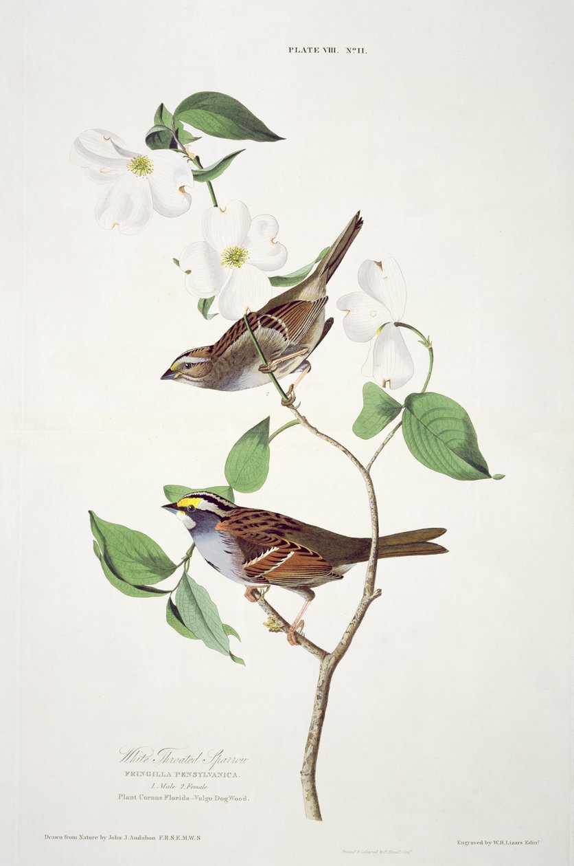 White Throated Sparrow, de Birds of America, grabado por Robert Havell de John James after Audubon