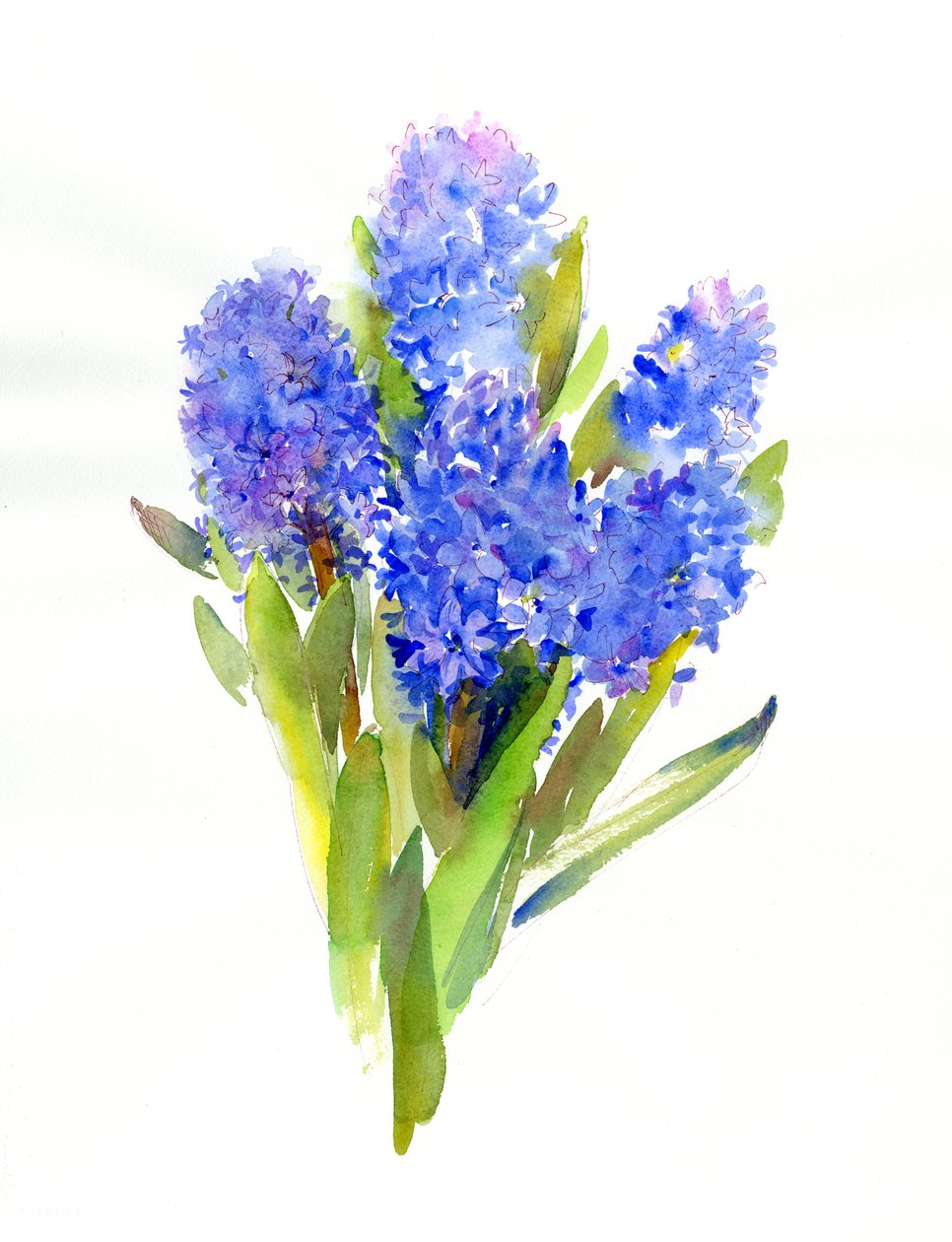 Jacinto Azul de John Keeling
