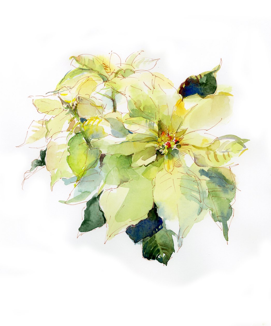 Poinsettia blanca de John Keeling