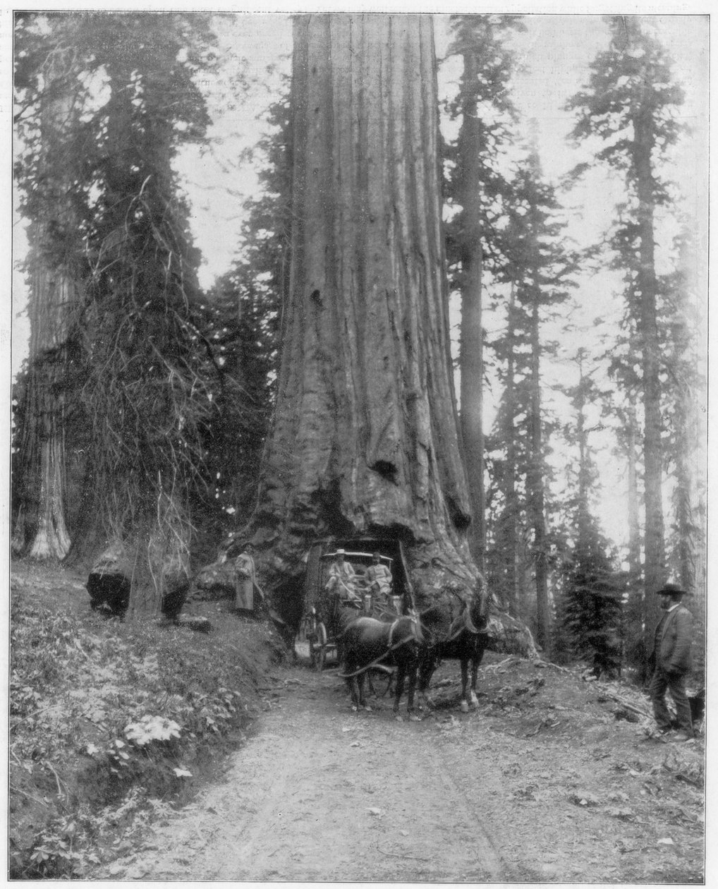 Carretera atravesando una secuoya gigante, Mariposa Grove, Wawona, California, finales del siglo XIX de John L. Stoddard