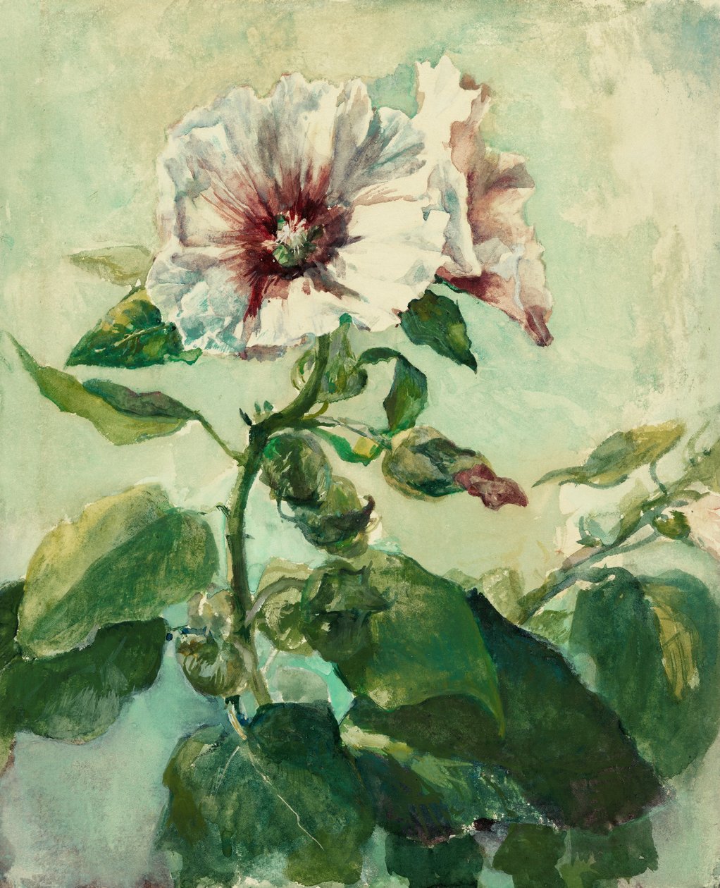 Estudio de malvarrosas rosas a la luz del sol, de Nature de John La Farge