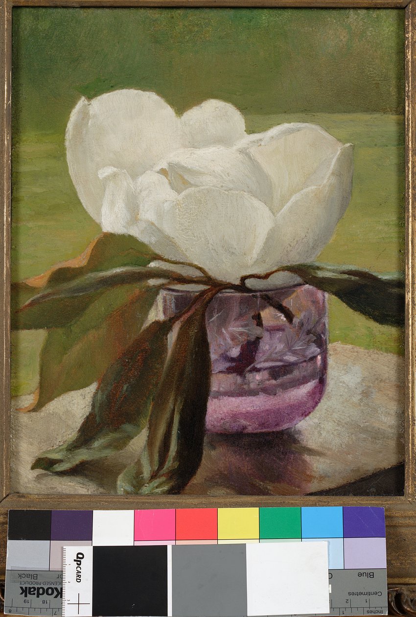 Flor de magnolia de John La Farge or Lafarge