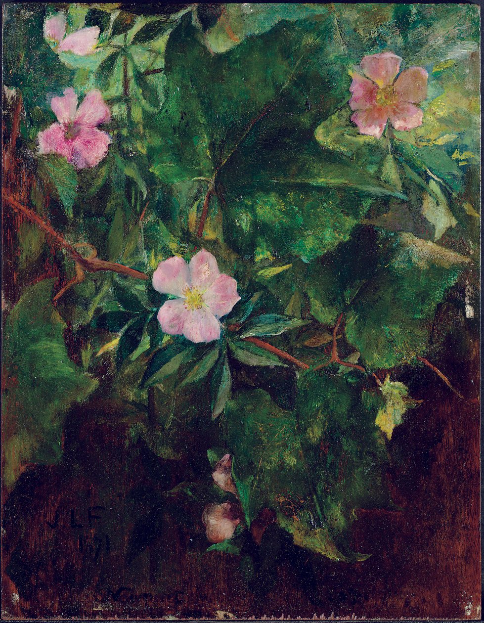 Rosa silvestre y vid, estudio de la naturaleza, 1871 de John La Farge or Lafarge