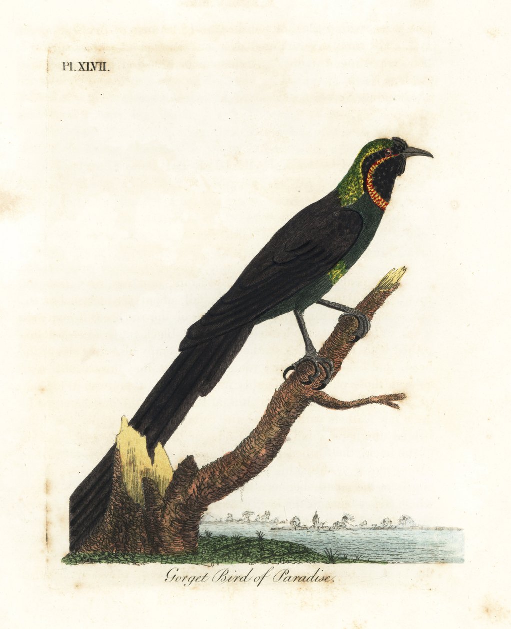 Astrapia de Arfak, Astrapia nigra (Ave del paraíso de garganta, Paradisea gularis). Grabado en cobre coloreado a mano dibujado y grabado por John Latham de su propia Historia General de las Aves, Winchester de John Latham