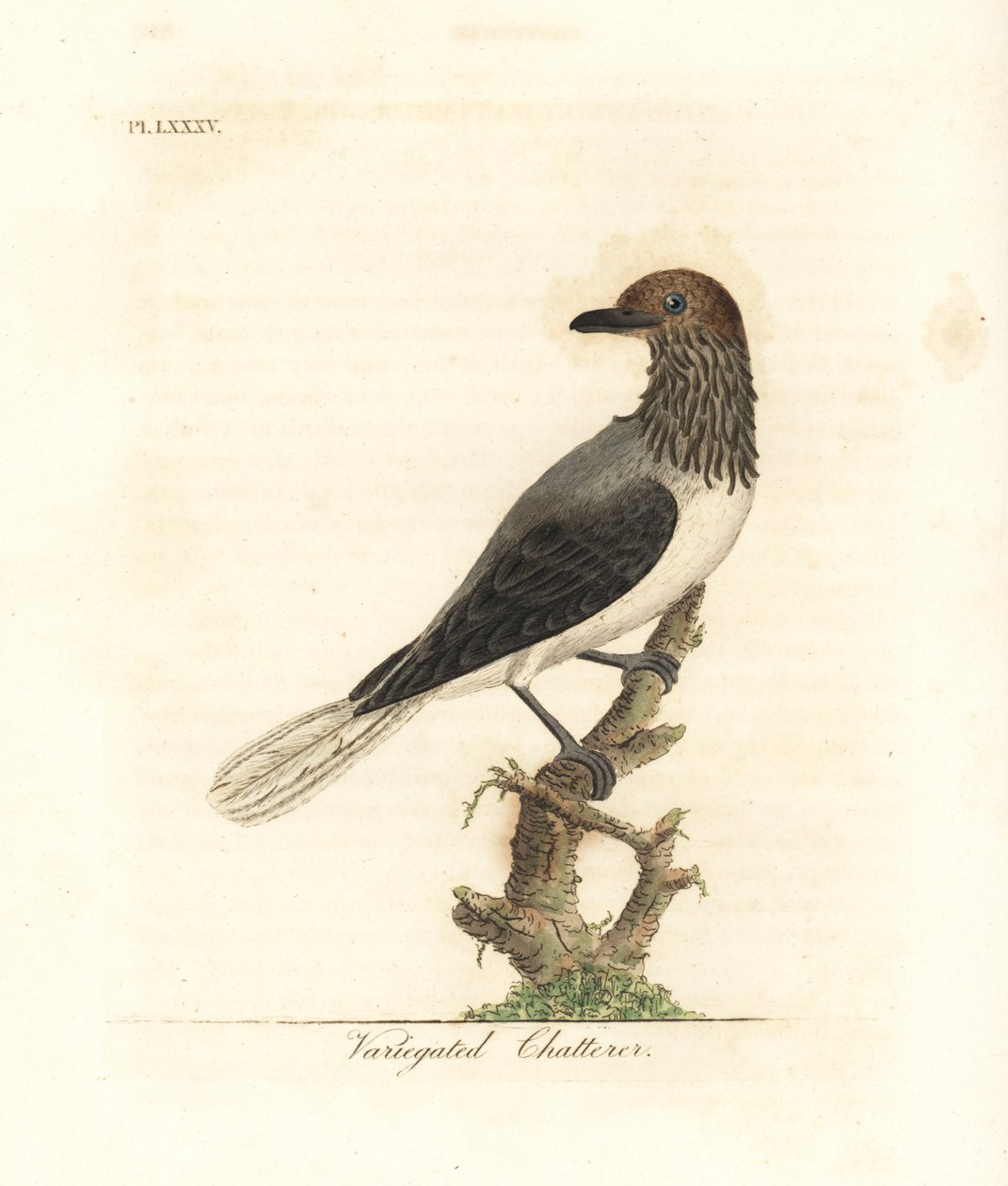 Campanero barbudo, Procnias averano (Cotinga variada, Ampelis variegata). Grabado en cobre coloreado a mano dibujado y grabado por John Latham de su propia A General History of Birds, Winchester de John Latham