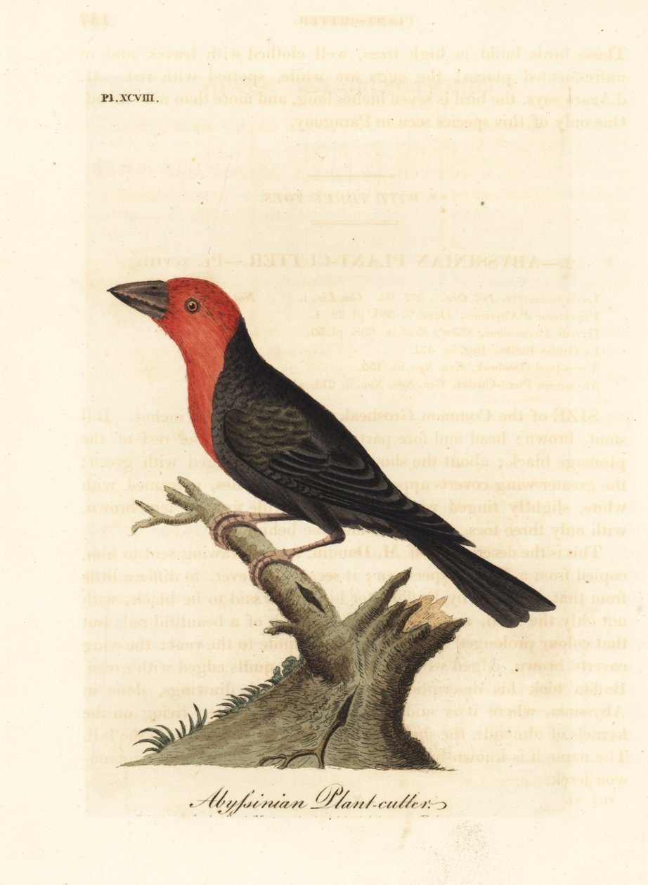 Schwarzschnabel-Bartvogel, Lybius guifsobalito (Abessinischer Pflanzenfresser, Loxia tridactyla). Handkolorierte Kupferplatte gezeichnet und graviert von John Latham aus seiner eigenen 