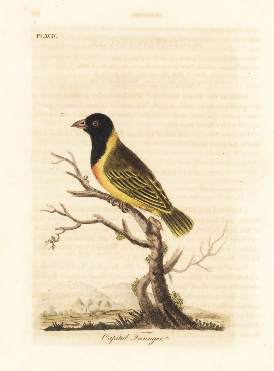 Tejedor de cabeza negra y collar amarillo, Ploceus melanocephalus capitalis (Tangara capital, Tanagra capitalis). Grabado en cobre coloreado a mano dibujado y grabado por John Latham de su propia Historia General de las Aves, Winchester de John Latham