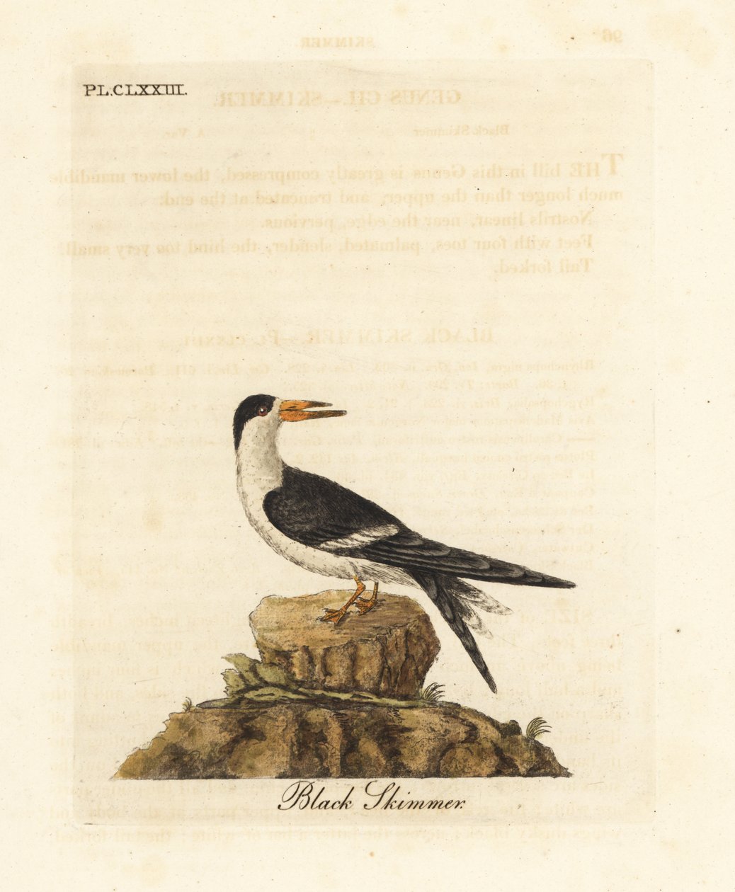 Rayador negro, Rynchops niger (Rhynchops nigra). Grabado en cobre coloreado a mano dibujado y grabado por John Latham de su propia A General History of Birds, Winchester de John Latham