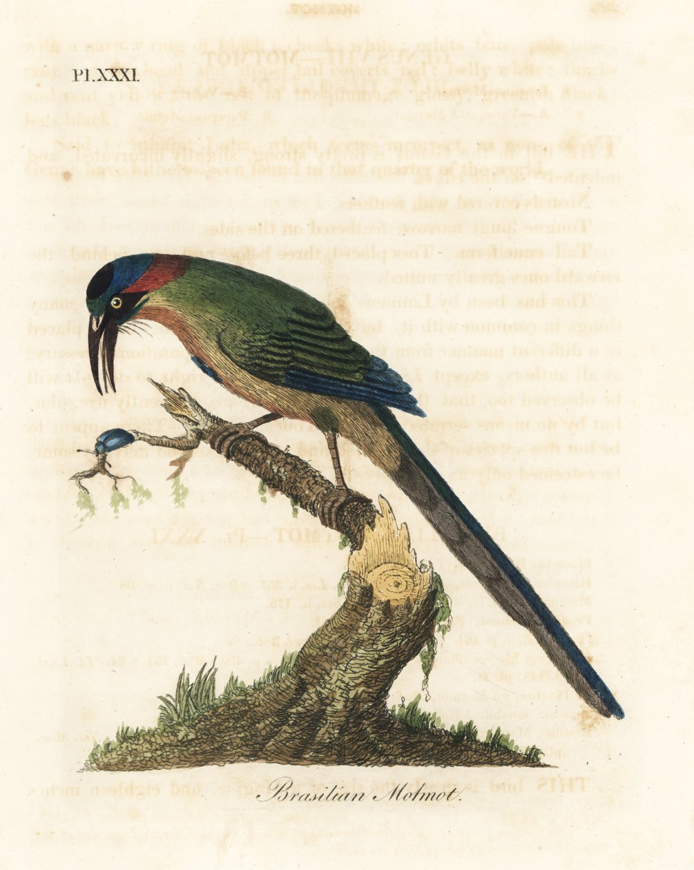 Momoto coronado azul, Momotus momota (Momoto brasileño, Momotus brasiliensis). Grabado en cobre coloreado a mano dibujado y grabado por John Latham de su propia Historia General de las Aves, Winchester de John Latham