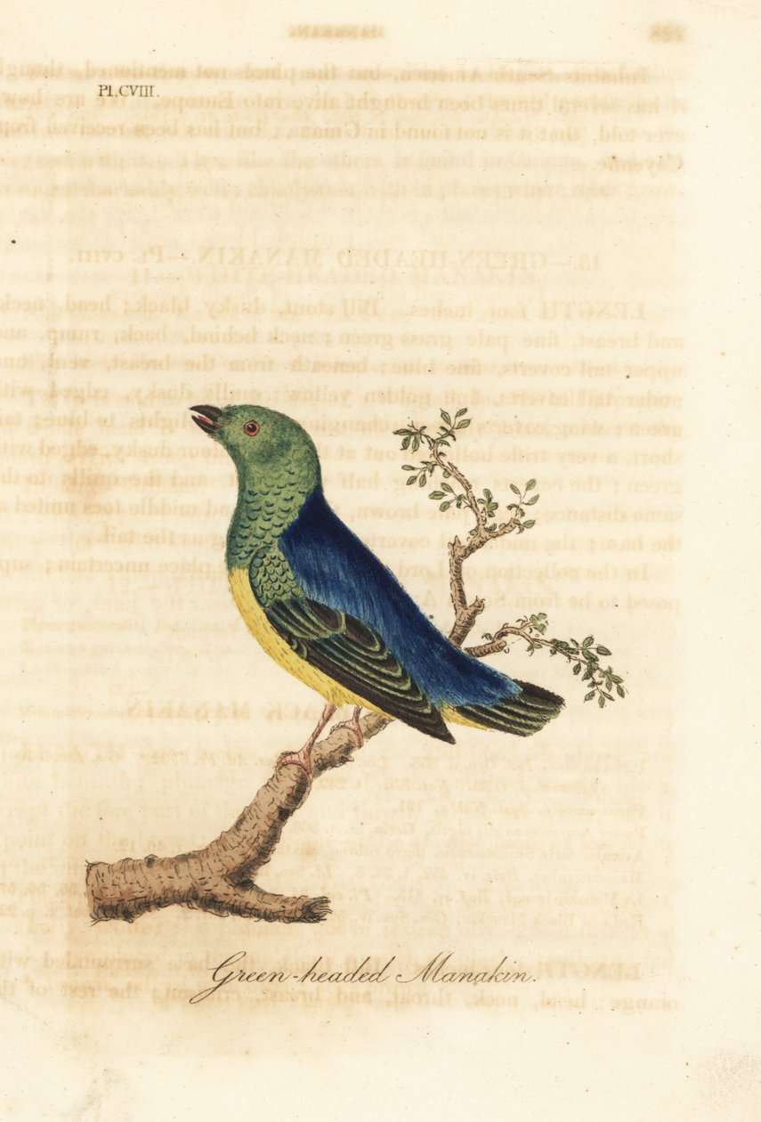 Clorofonia de nuca azul, Chlorophonia cyanea (Saltarín de cabeza verde, nativo de Sudamérica). Grabado en cobre coloreado a mano dibujado y grabado por John Latham de su propia A General History of Birds, Winchester de John Latham