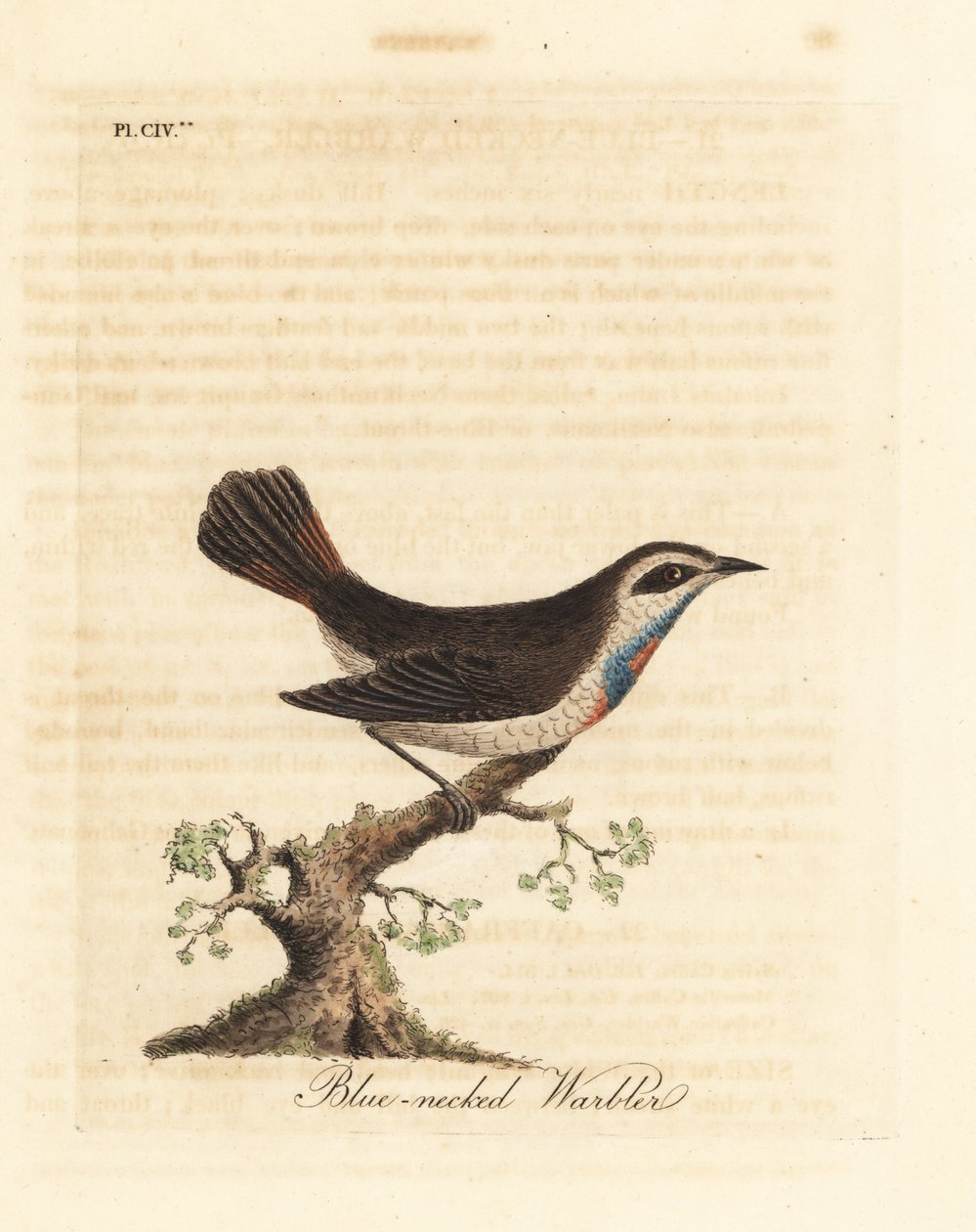 Pechiazul, Luscinia svecica. Grabado a mano coloreado por John Latham de su propia Historia General de las Aves, Winchester de John Latham