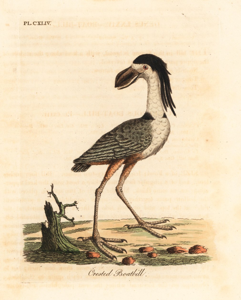 Garcita cucharona, Cochlearius cochlearius (Cucharón crestado o cucharón ceniciento, Cancroma cochlearia). De A General History of Birds, Winchester de John Latham