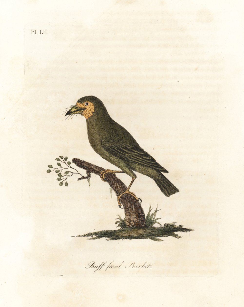 Barbudo de cabeza marrón, Megalaima zeylanica. Grabado a mano coloreado por John Latham de su propia A General History of Birds, Winchester de John Latham