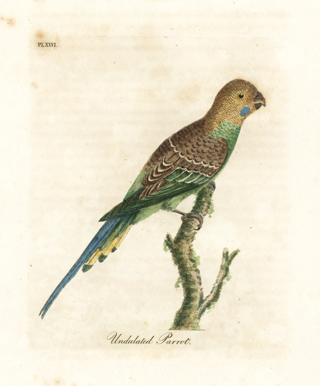 Periquito, Melopsittacus undulatus. Grabado a mano coloreado por John Latham de su propia Historia General de las Aves, Winchester de John Latham