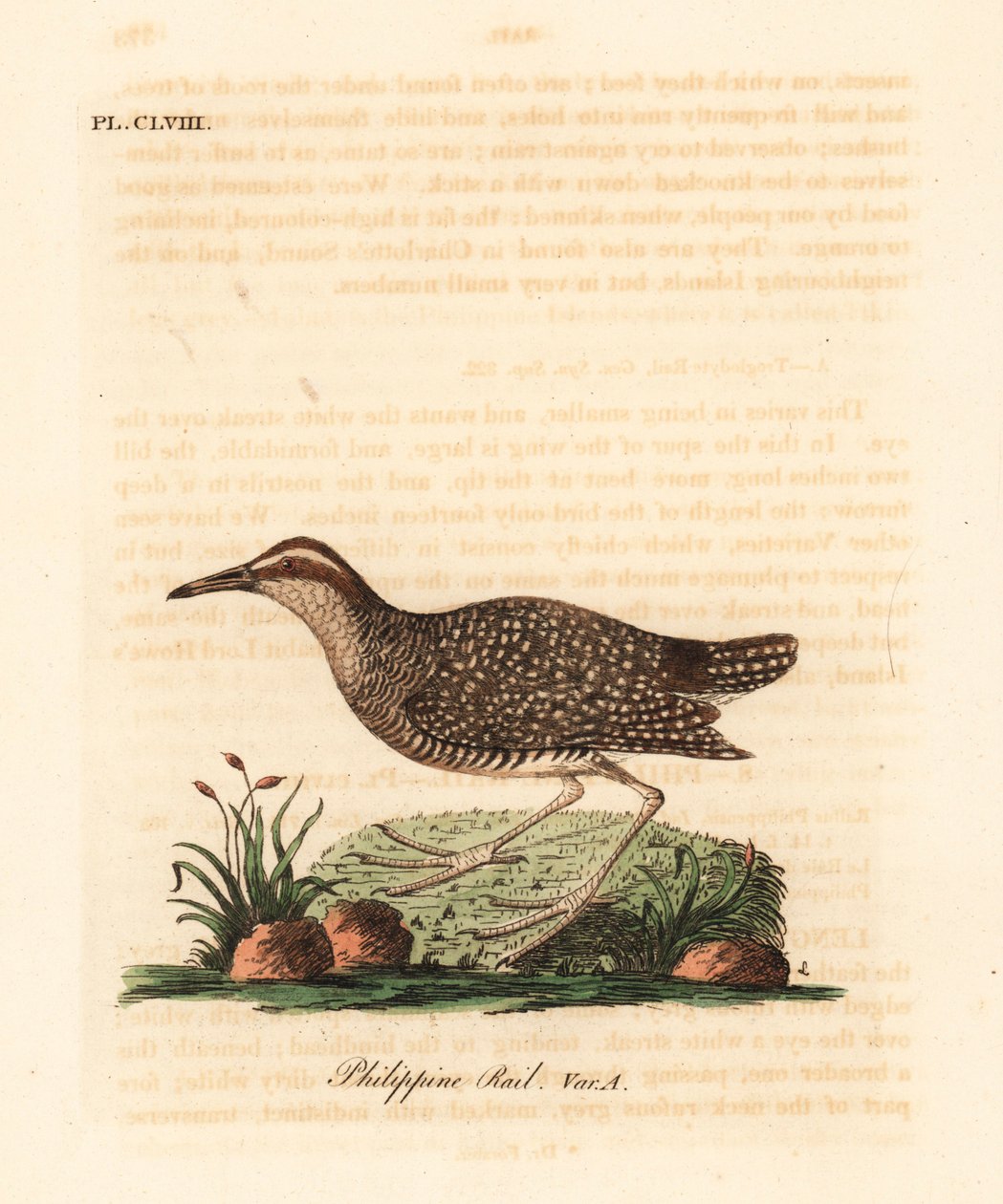 Rascón filipino, Gallirallus philippensis (Rascón filipino, Rallus philippensis). De A General History of Birds, Winchester de John Latham