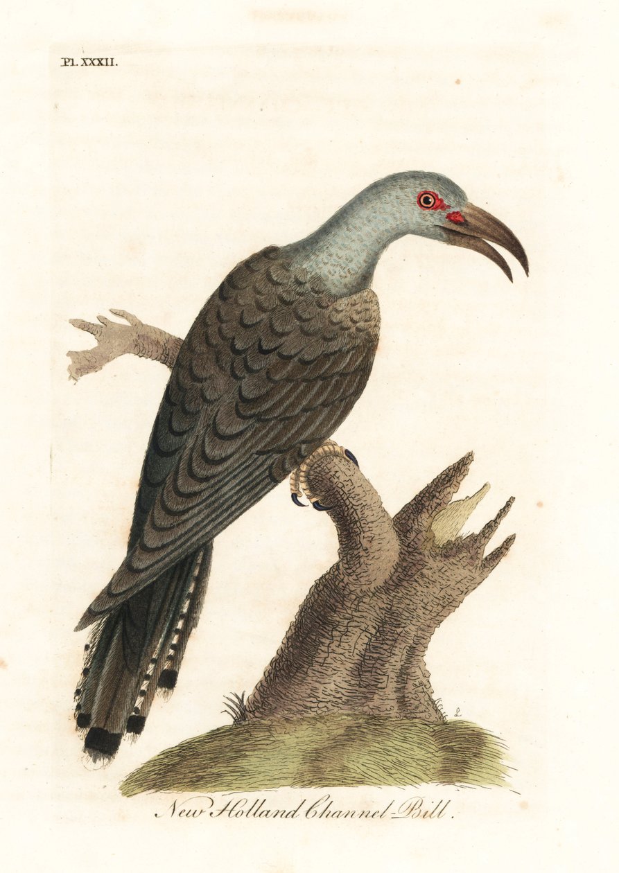 Cuco de pico canalizado, Scythrops novaehollandiae (cuco de Australasia, Psittaceous hornbill). Grabado en cobre coloreado a mano dibujado y grabado por John Latham de su propia A General History of Birds, Winchester de John Latham