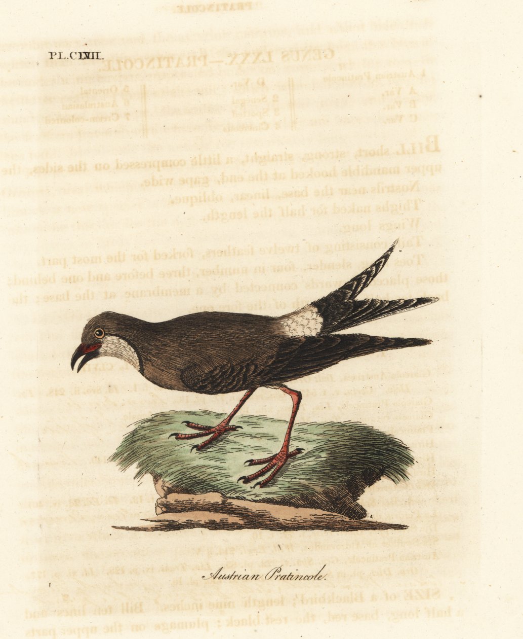 Canastera común, Glareola pratincola. Grabado a mano coloreado por John Latham de su propia Historia General de las Aves, Winchester de John Latham