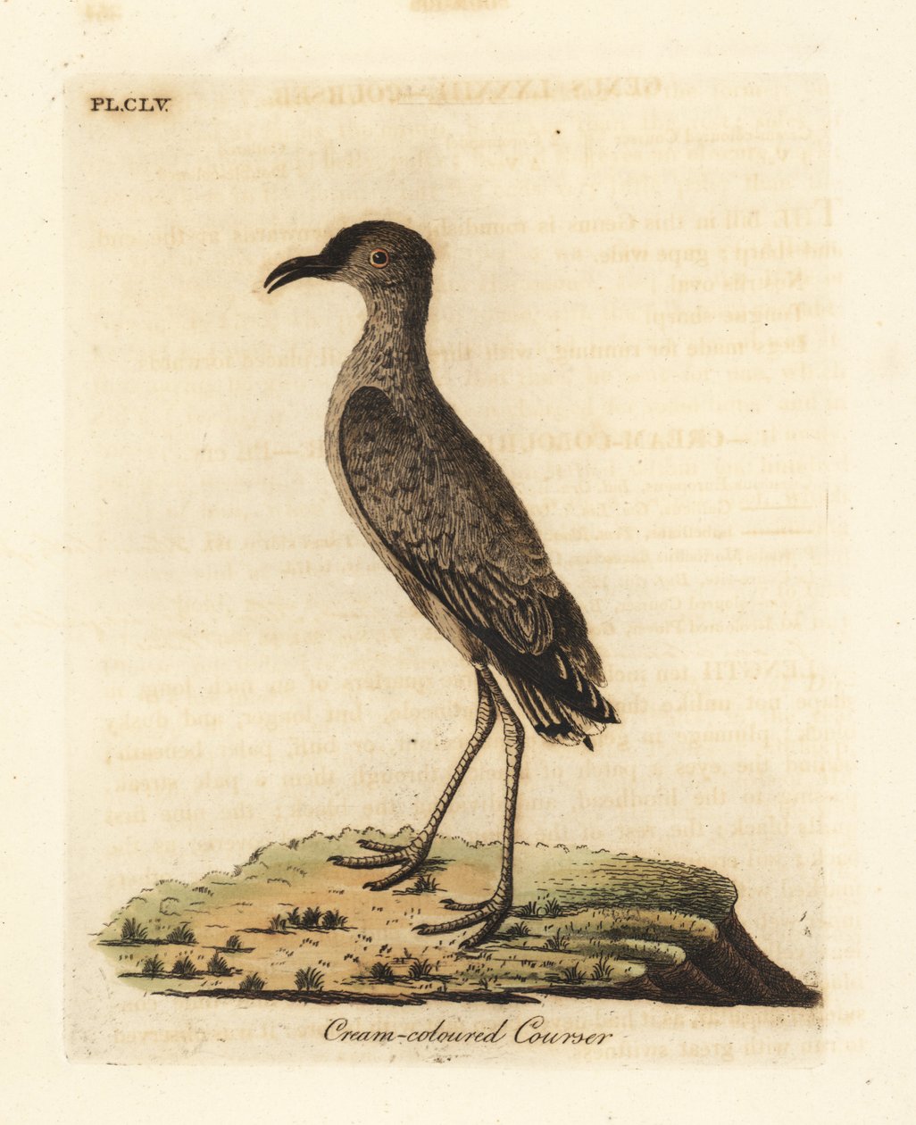 Cremefarbener Renner, Cursorius cursor (Cursorius europaeus). Handkolorierter Kupferstich gezeichnet und graviert von John Latham aus seiner eigenen 