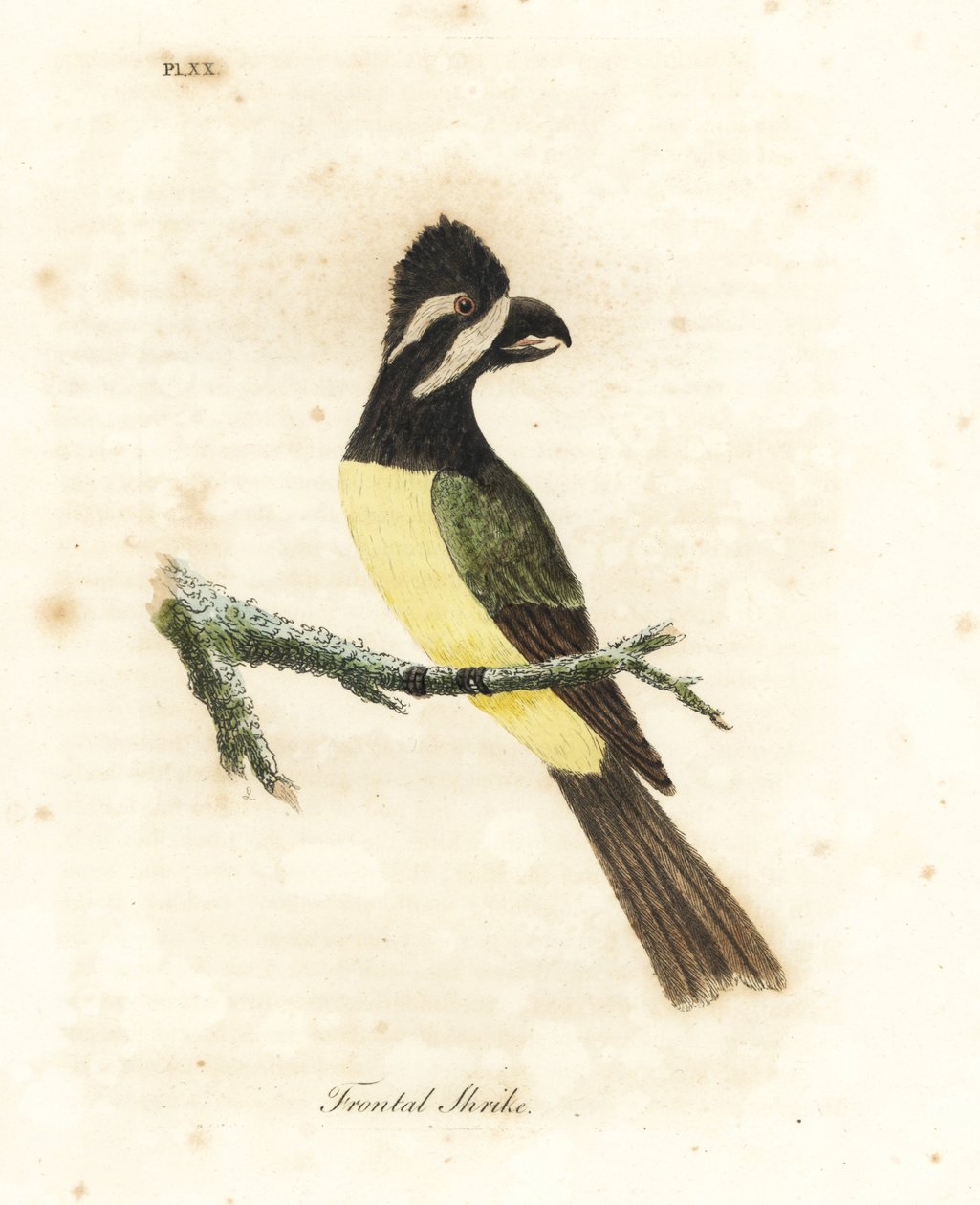 Shrikepetit crestado, Falcunculus frontatus. Grabado a mano coloreado por John Latham de su propia Historia General de las Aves, Winchester de John Latham