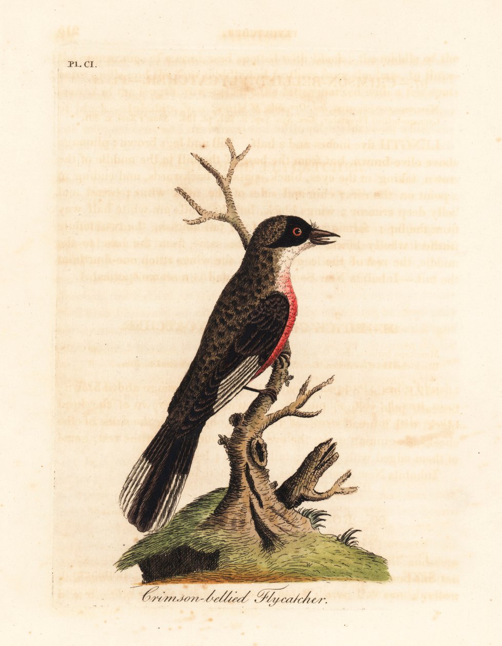 Papamoscas de vientre carmesí, Muscicapa coccinigastra. Especie desconocida de ave copiada de una ilustración del Pintor de Port Jackson. Grabado en cobre coloreado a mano dibujado y grabado por John Latham de su propia Historia General de las Aves, Winche de John Latham