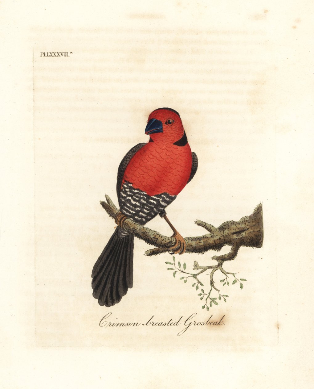 Picogordo de pecho carmesí. Especie desconocida o posiblemente extinta de picogordo nativa de África. Grabado en cobre coloreado a mano dibujado y grabado por John Latham de su propia A General History of Birds, Winchester de John Latham