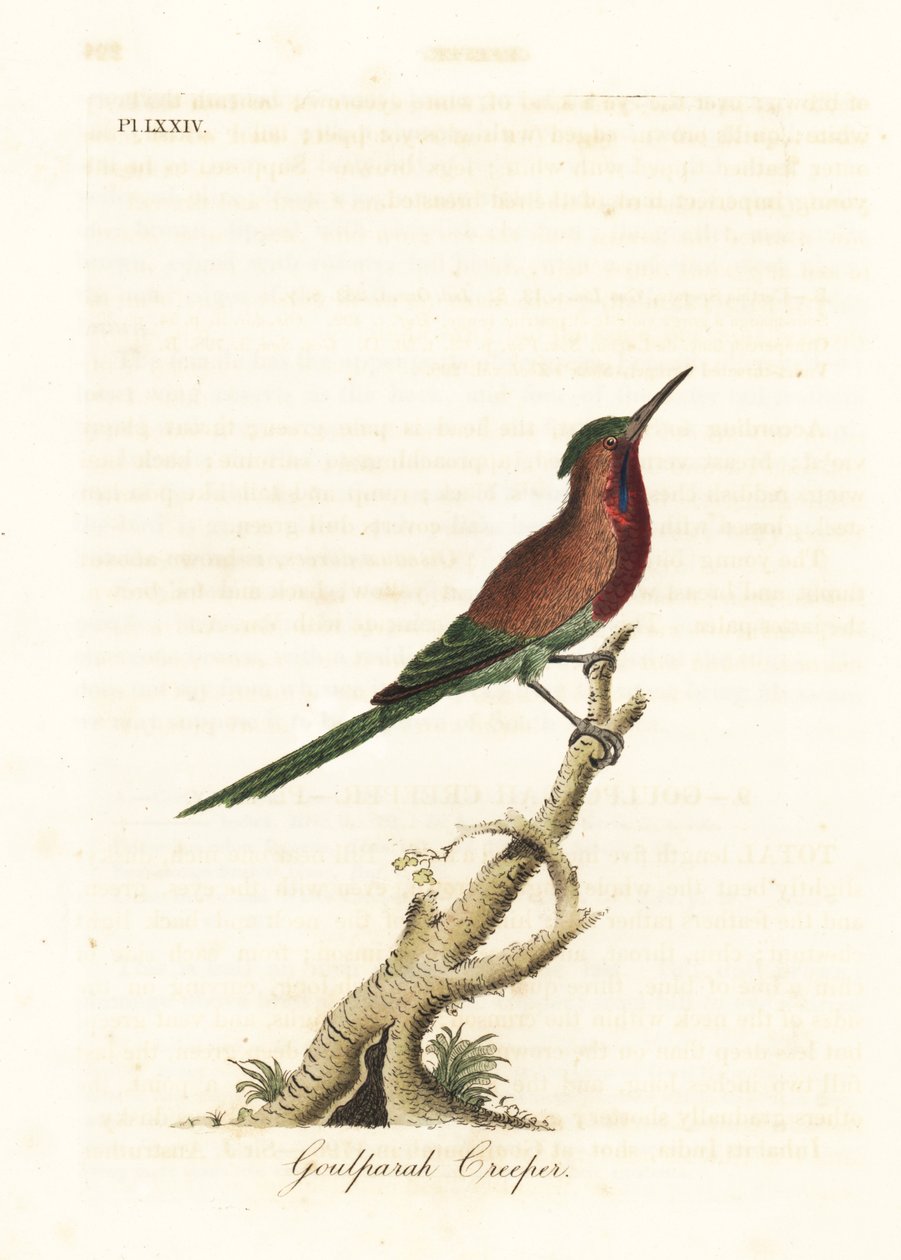 Colibrí carmesí, Aethopyga siparaja seheriae (Trepador de Goulpourah). Grabado en cobre coloreado a mano dibujado y grabado por John Latham de su propia Historia General de las Aves, Winchester de John Latham